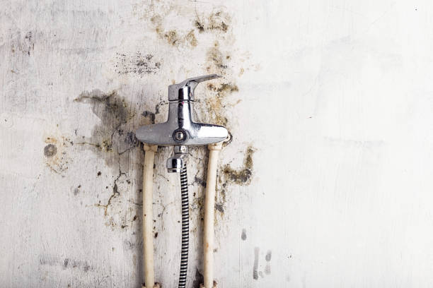 Best DIY Mold Remediation Support Services in Jamestown, OH
