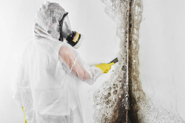 Best DIY Mold Remediation Support Services in Jamestown, OH