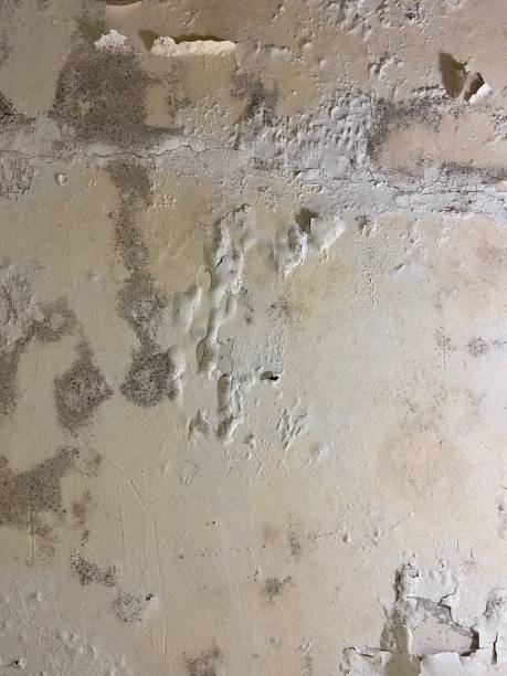 Jamestown, OH Mold Remediation Company