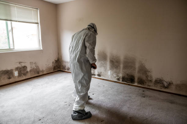 Best Residential Mold Remediation in Jamestown, OH