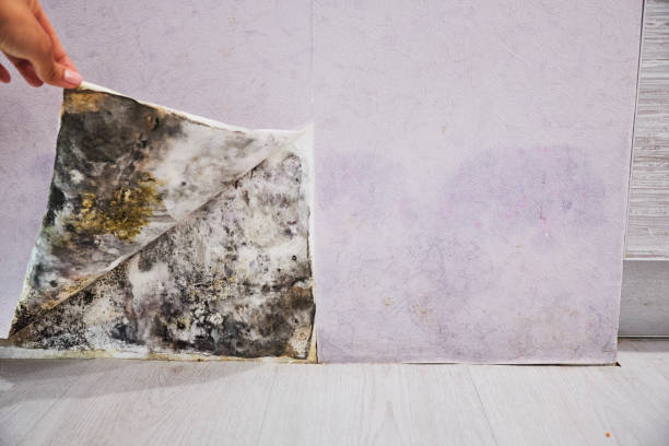 Best Insurance-Related Mold Remediation in Jamestown, OH